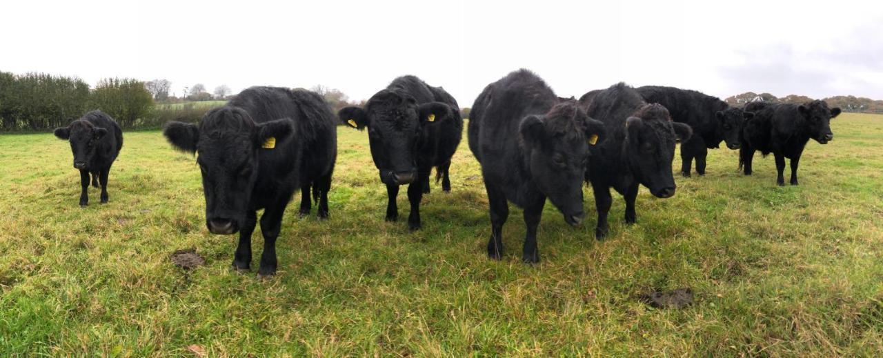 Yellowham Farm, Dorchester Higher Bockhampton Luaran gambar