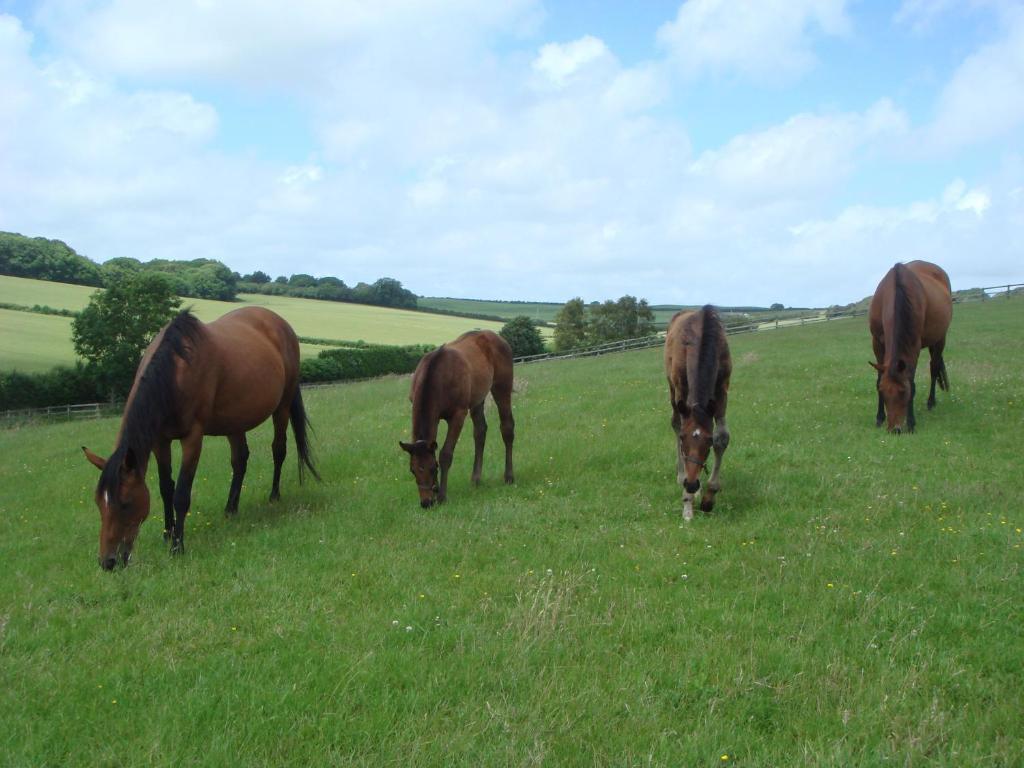 Yellowham Farm, Dorchester Higher Bockhampton Luaran gambar
